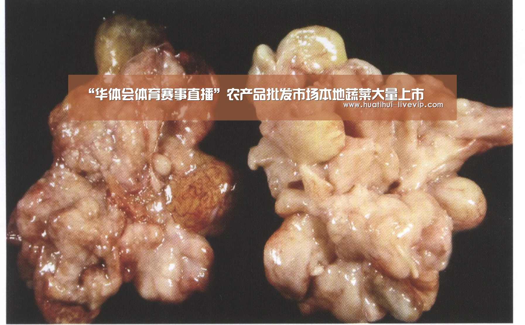 “华体会体育赛事直播”农产品批发市场本地蔬菜大量上市(图2) 华体会体育APP